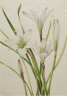 Mary Vaux Walcott / Atamasco-Lily (Atamosco atamasco) / 1925