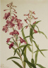 Mary Vaux Walcott / Fireweed (Epilobium angustifolium) / 1922