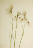 Mary Vaux Walcott / Tassel Cottongrass (Eriophorum angustifolium) / 1920