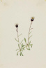 Mary Vaux Walcott / Aleutian Fleabane (Erigeron unalaschensis) / n.d.