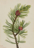 Mary Vaux Walcott / Whitebark Pine (Pinus albicaulis) / 1924