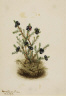 Mary Vaux Walcott / Crowberry (Empetrum nigrum) / 1917