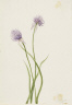 Mary Vaux Walcott / Siberian Onion (Allium sibericum) / 1903