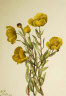 Mary Vaux Walcott / Bushpoppy (Dendromecon rigidum) / 1927