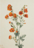 Mary Vaux Walcott / Scarlet Globe Mallow (Sphaeralcea grossulariaefolia) / 1927