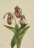 Mary Vaux Walcott / Moccasin Flower (Cypripedium acaule) / 1904