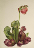 Mary Vaux Walcott / Common Pitcherplant (Sarracenia purpurea venosa) / 1931