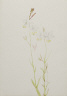 Mary Vaux Walcott / (Untitled--Flower Study) / n.d.