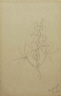 Mary Vaux Walcott / (Untitled--Flower Study) / 1883