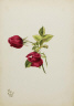 Mary Vaux Walcott / (Untitled--Rose) / 1878