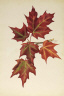 Mary Vaux Walcott / Untitled (Autumn Leaves) / 1877