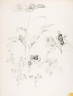 George Elbert Burr / Untitled (Daisies and Blackberries) / 1889