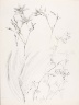 George Elbert Burr / Untitled (Botanical Study) / 1889