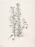 George Elbert Burr / Untitled (Cardinal Flower, Lobelia Cardinalis) / 1889