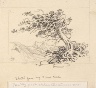 George Elbert Burr / Sketch for Christmas Card (Windswept Pine [no. 1]) / ca. 1915