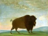 George Catlin / Buffalo Cow Grazing on the Prairie / 1832-1833