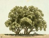 Louis Lozowick / Old Willows (Cluster of Willows) / 1940