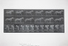 Eadweard Muybridge / Animal Locomotion / 1887