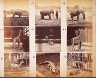 Francis George Schreiber / Photographs of various animals / ca. 1890