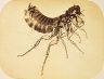 Adolphe Neyt / Photomicrograph of a flea / ca. 1865