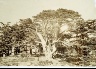 Francis Frith / The Largest of the Cedars- Mount Lebanon / ca. 1857