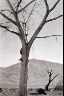 Ansel Adams / Dead Tree, Owens Valley / ca.1944