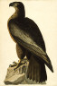 John James Audubon / The Bird of Washington or Great American Sea Eagle / 1827