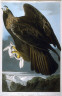 Robert Havell II / Golden Eagle, pl. 181 from the portfolio John James Audubon.  The Birds of America / 1833