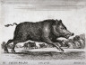 Stefano Della Bella / A Boar, from the series Diversi Animali / 1641