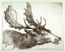 Stefano Della Bella / Head Of A Deer / 17th century