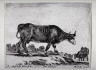 Stefano Della Bella / A Cow, from the series Diversi Animali / 1641