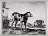 Stefano Della Bella / Three Dogs, from the series Diversi Animali / 1641