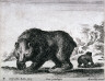 Stefano Della Bella / Bears, from the series Diversi Animali / 1641