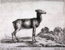 Stefano Della Bella / A female goat, from the series Diversi Animali / 1641