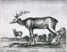 Stefano Della Bella / A Stag, from the series Diversi Animali / 1641