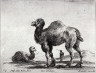 Stefano Della Bella / Camels, from the series Diversi Animali / 1641