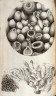 Robert Hooke / Scheme IX, ninth plate,  opposite page 93 in  the book,  Micrographia:  or some physiological Descriptions of minute Bodies made by Magnifying Glasses.  With Observations and Inquiries thereupon (London: printed by Jo. Martyn and Ja. Allestry, printers to the Royal Society,  1665) / 1665