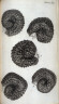 Robert Hooke / Scheme XX, nineteenth plate,  opposite page 156 in  the book,  Micrographia:  or some physiological Descriptions of minute Bodies made by Magnifying Glasses.  With Observations and Inquiries thereupon (London: printed by Jo. Martyn and Ja. Allestry, printers to the Royal Society,  1665) / 1665