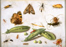 Jan van Kessel / Peapods and Insects / circa 1650