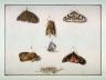 Johannes Bronkhorst / Study of Lepidopterans (Five Adults  and a Caterpillar) / circa 1700