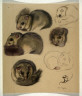 Norbertine von Bresslern-Roth / Studies of Dormice / 19th - 20th century