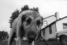 Mark Cohen / Dog / August 1970