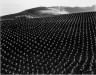 Edward Weston / Tomato Field / 1937