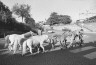 Lawrence Migdale / Circus Animals on Street / 1976