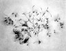 Harry Callahan / Milkweed seeds on opaque glass lighted from behind. / ca. 1953