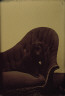 Unidentified Photographer / Portrait of dog in chair / ca. 1870