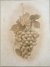 Capt. Foster / Bunch of Grapes / ca. 1869