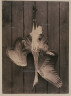 F.E. Currey / Heron / ca. 1861-1880