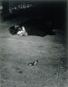 Weegee / Murder in Hell's Kitchen / ca. 1940