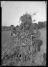 Lewis W. Hine / Farmers/Cornstalks / ca. 1907-1937